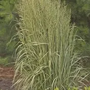 Avalanche Feather Reed Grass : 1 Gallon