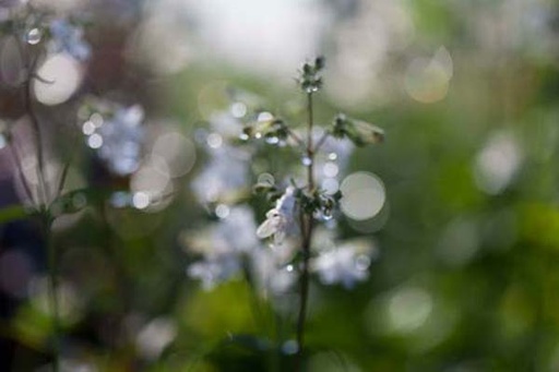 Foxglove Beardtongue : 1 Gallon