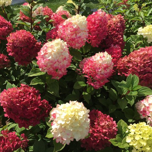 [Little Lime Punch Hydrangea : 3 Gallon] Little Lime Punch Hydrangea ® PW : 3 Gallon