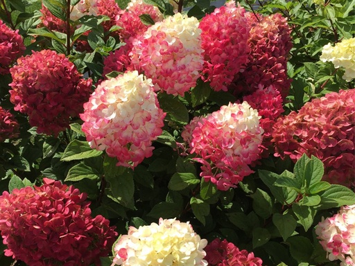 Little Lime Punch® Hydrangea : 3 Gallon