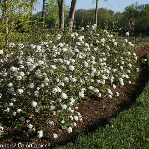 Spice Baby Viburnum ™ PW : 3 Gallon