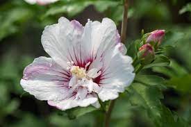 [First EditionsFiji Hibiscus Rose of Sharon : 5 Gallon] First Editions ® Fiji Hibiscus Rose of Sharon : 5 Gallon
