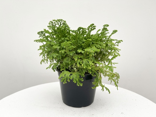 Frosty Fern : 4 Inch Pot