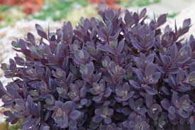 Plum Dazzled Sedum : 1 Gallon
