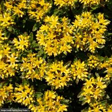 [Rock 'N Round 'Bright Idea' Sedum : 1 Gallon] Rock 'N Round ® 'Bright Idea' Sedum : 1 Gallon