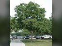Espresso Coffeetree : 5 Inch