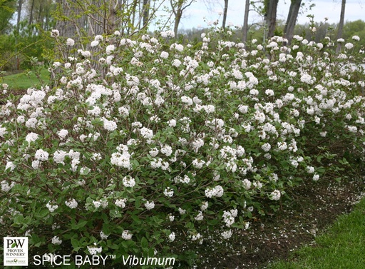 Spice Baby Viburnum : 24 Inch