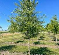 Heritage River Birch MS® : 7 Foot