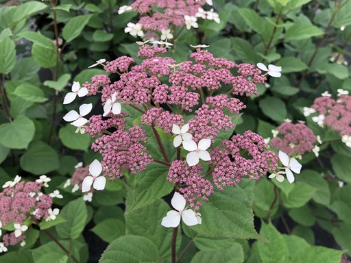 Invincibelle® Lace Hydrangea : 3 Gallon