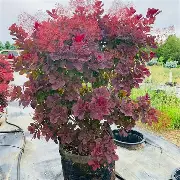 Royal Purple Smokebush : 7 Gallon