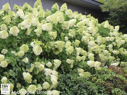 Limelight Hydrangea : 7 Gallon