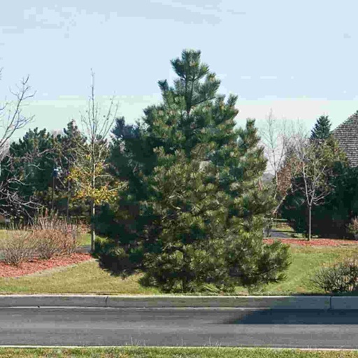 Austrian Pine : 1 Gallon