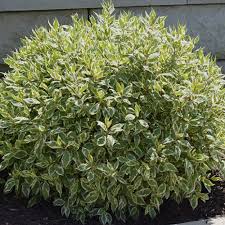 Ivory Halo Dogwood : 7 Gallon