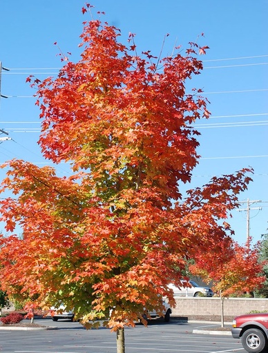 Pacific Sunset Maple : 3.5 Inch
