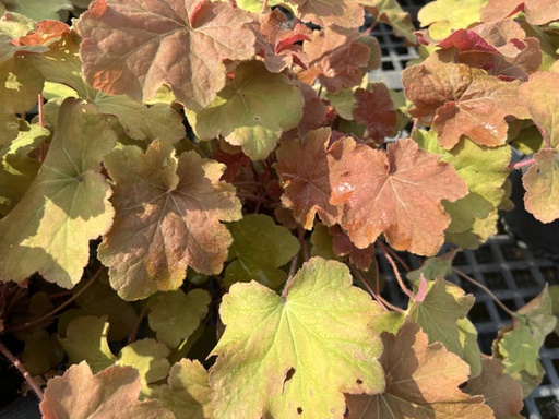Caramel Coral Bells : 1 Gallon