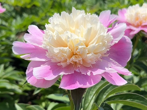 Coral Stubbs Peony : 2 Gallon
