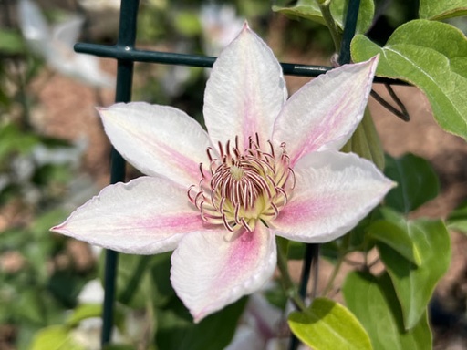 Corinne Clematis : 2 Gallon