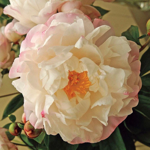 Gardenia Peony : 2 Gallon