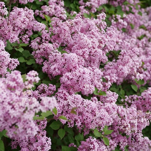 [Bloomerang Purpink Lilac : 5 Gallon] Bloomerang Purpink™ Lilac : 5 Gallon
