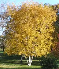 Whitespire Birch MS : 7 Foot