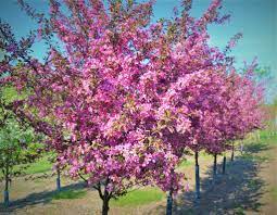 Profusion Crabapple : 3.5 Inch