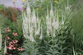 Culver's Root : 1 Gallon