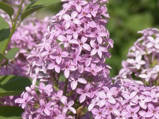 Chinese Lilac : 2 Inch