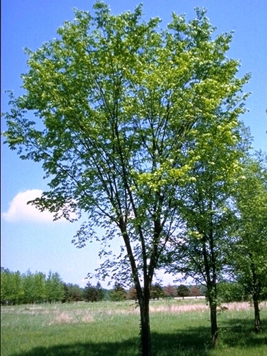 Valley Forge Elm : 5 Inch