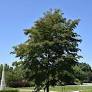 Accolade Elm : 6 Inch