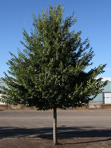 New Horizon Elm : 5.5 Inch