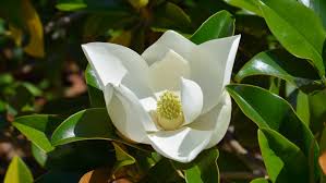 Gorgeous Magnolia MS : 5 Foot
