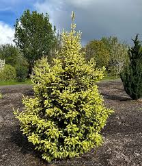 Macs Gold Spruce : 10 Foot