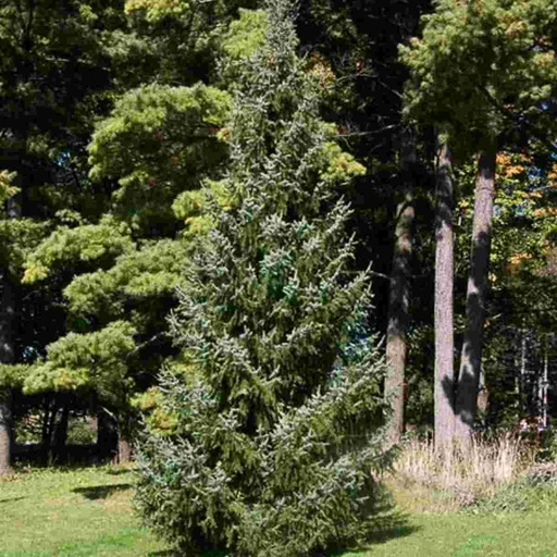 Serbian Spruce : 5 Foot