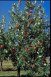 Zestar Apple : 1.5 Inch