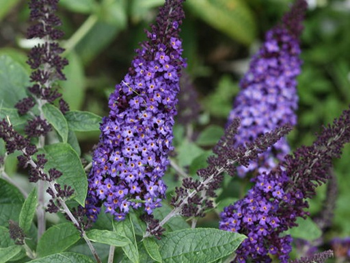 [Pugster Blue Butterfly Bush : 3 Gallon] Pugster Blue Butterfly Bush ® PW : 3 Gallon