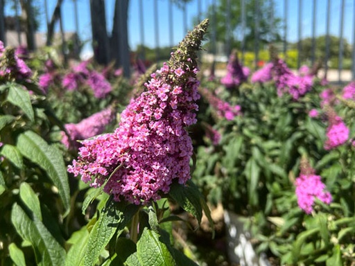 [Pugster Pink Butterfly Bush : 3 Gallon] Pugster Pinker Butterfly Bush ® PW : 3 Gallon