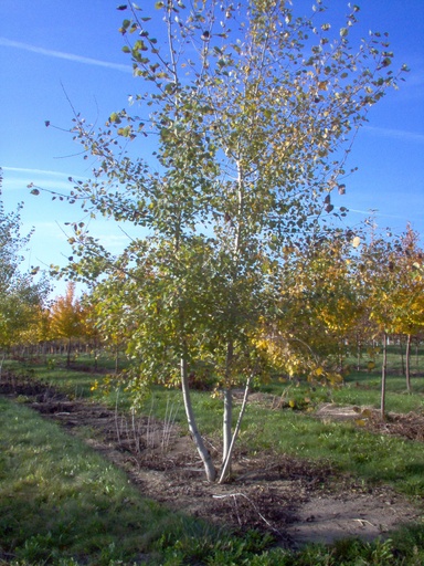 Quaking Aspen : 2 Inch