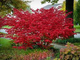 Red Chokeberry Brilliant : 5 Gallon