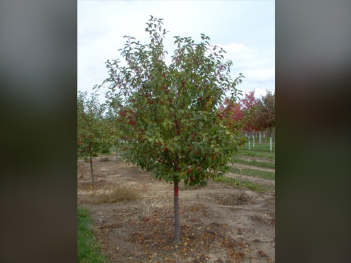 Red Jewel Crabapple MS : 10 Foot