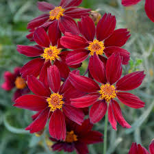 Red Satin TickSeed : 1 Gallon