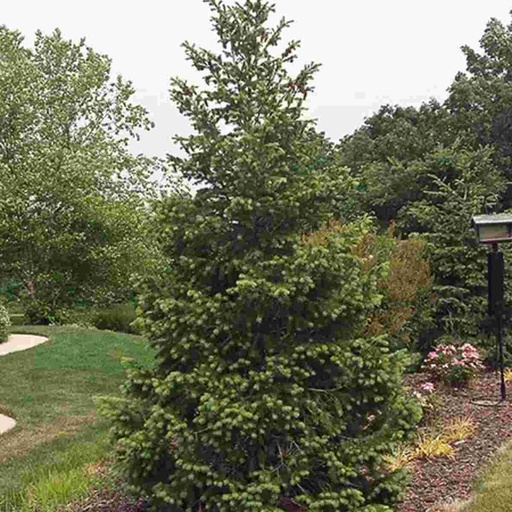 Douglas Fir : 5 Foot