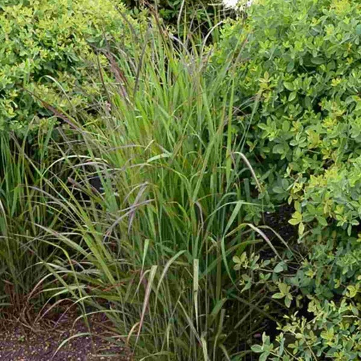 Shenandoah Switch Grass : 3 Gallon