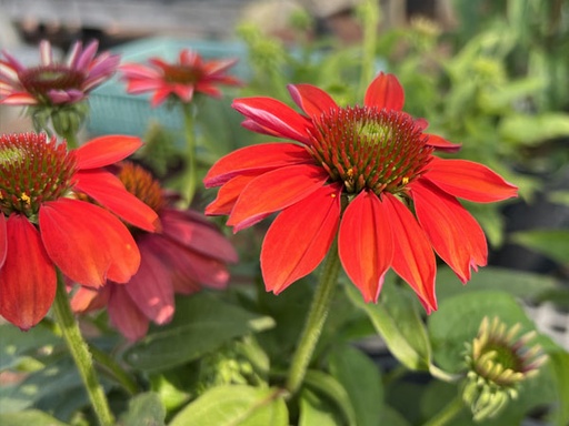 Sombrero Salsa Red Coneflower : 1 Gallon