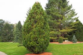 Swiss Stone Pine : 4 Foot