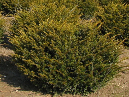 Taunton Yew : 18 Inch