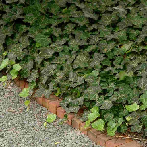 Thorndale English Ivy : Cell