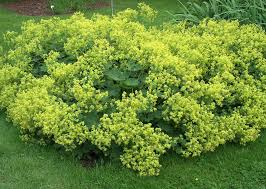 Thriller Lady's Mantle : 1 Gallon