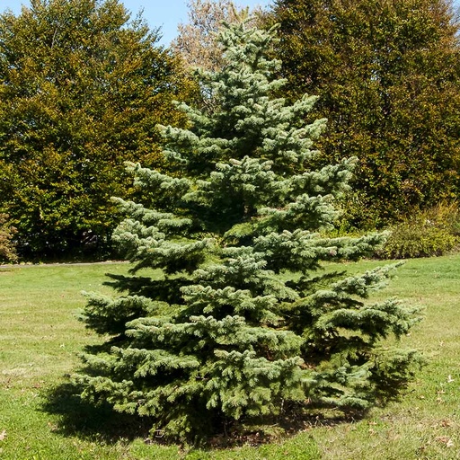 White Spruce : 7 Foot