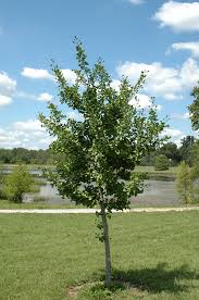 Windover Gold Ginkgo : 25 Gallon