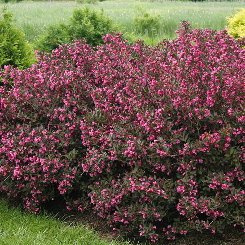 [Wine & Roses Weigela : 3 Gallon] Wine & Roses Weigela ® PW : 3 Gallon